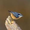 Red-breasted Nuthatch 