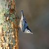 White-breasted nuthatch - Picchio muratore pettobianco