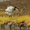 Ibis2.jpg