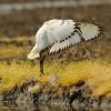Ibis3.jpg