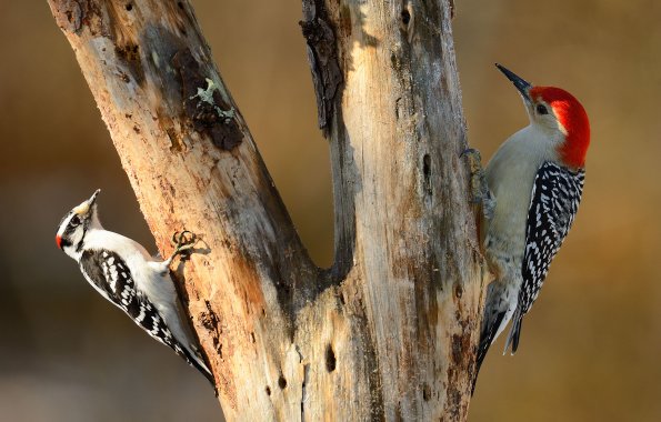 Red-bellied woodpecker/Downy woodpecker