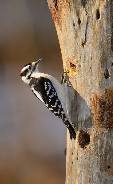 Downy woodpecker