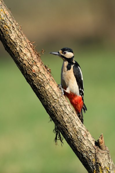 Picchio rosso maggiore