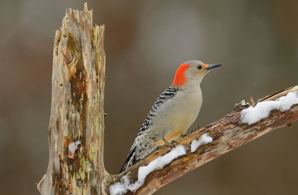 Red-bellied woodpecker