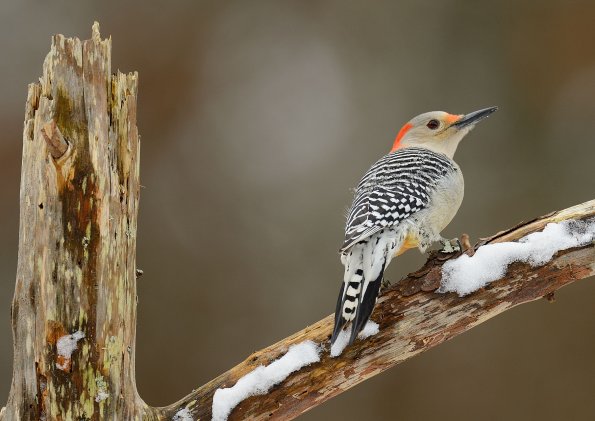 Red-bellied woodpecker