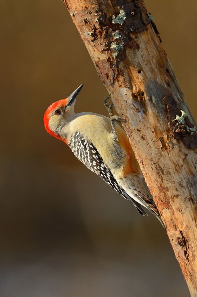 Red-bellied woodpecker