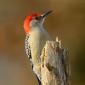 Red-bellied woodpecker